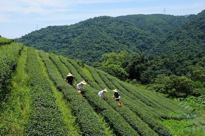 Yilan Rural Tea Picking Experience from Taipei City