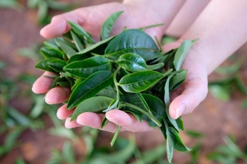 Learn how to pick tea leaves with a local farmer