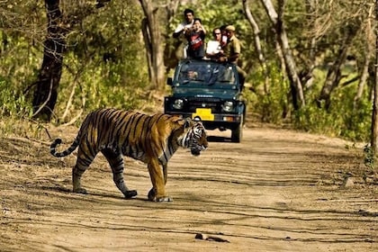 Private 5-Day Ranthambhore Tiger Tour from Delhi including the Taj Mahal, A...