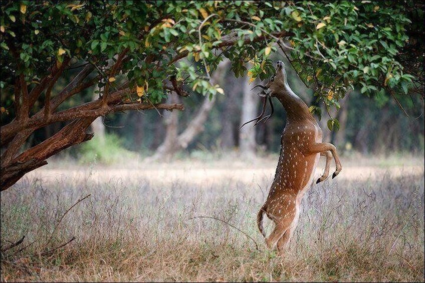 Ranthamhore Tiger Reserve