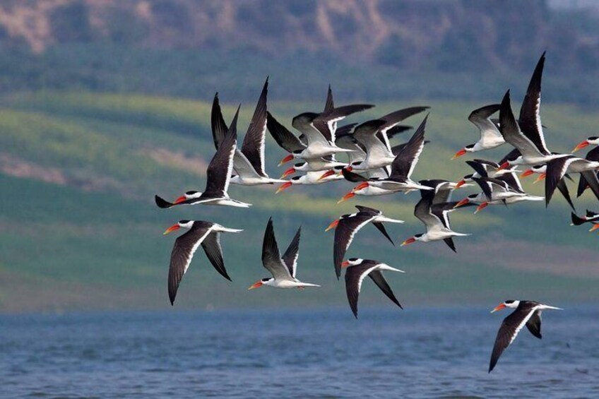 Keoladeo Bird Sanctuary in Bharatpur