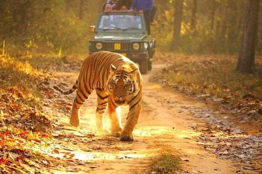 Jeep Safari in Ranthambhore Tiger Reserve