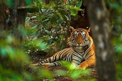 8-Day Private Golden Triangle Tour with a Ranthambore Wildlife Safari From ...