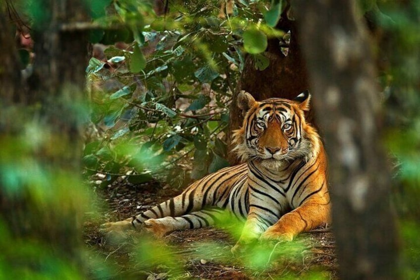 8-Day Private Golden Triangle Tour with a Ranthambore Wildlife Safari From Delhi