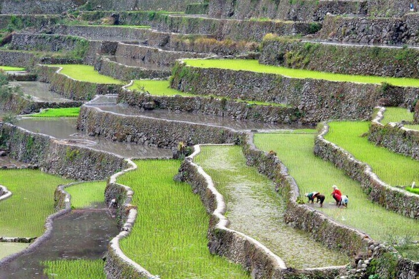 Small-Group Weekend Hiking Tour to Banaue-Ifugao from Manila