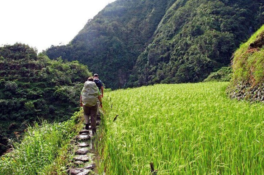 Cambulo rice paddies 