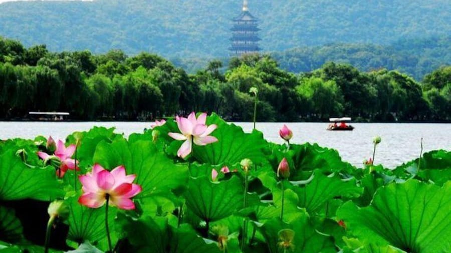 Private Hangzhou Day Tour from Shanghai by Bullet Train