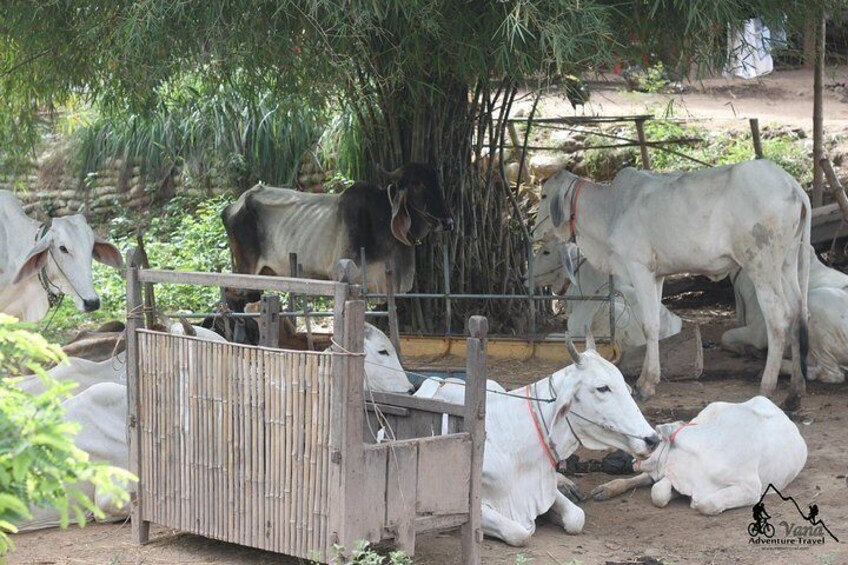 Cambodian cows 