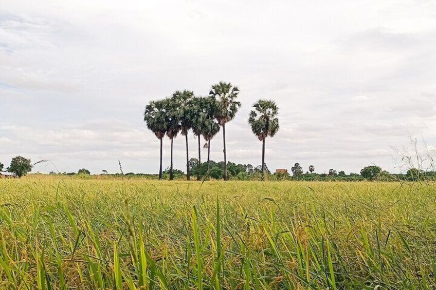 Rice paddy 