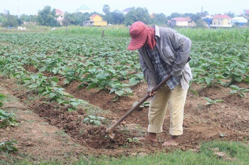 Eggplant farm
