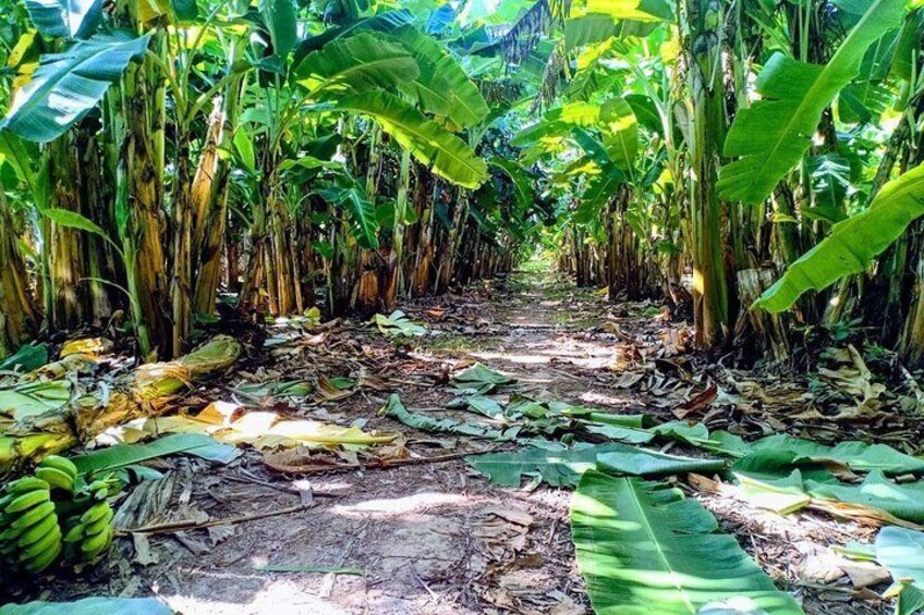 Banana plantation 