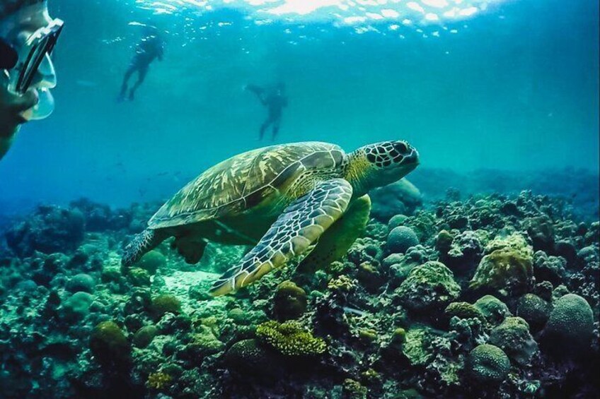 Snorkeling at Turtle Point