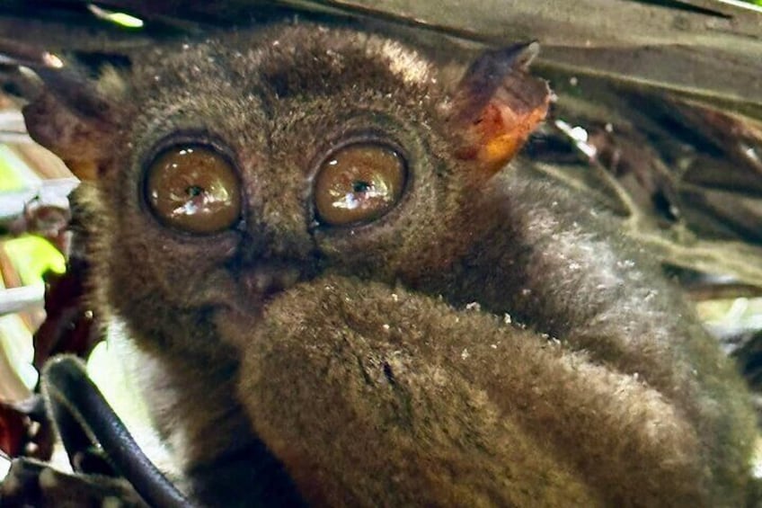 Bohol Chocolate Hills & Tarsiers with roundtrip ferry from Cebu