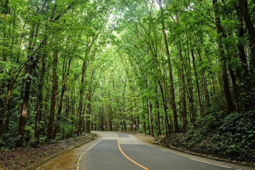 Bohol Man Made Forest