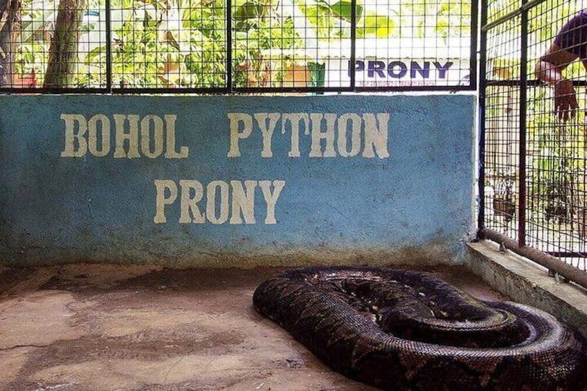 Bohol Python