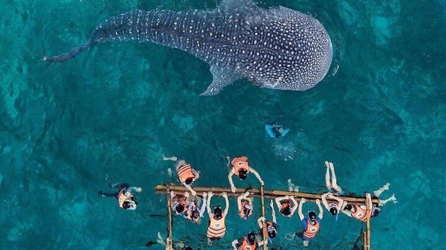 Private Cebu Day Tour: Oslob Whaleshark & Tumalog Falls