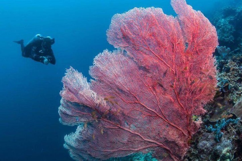 Beautiful corals