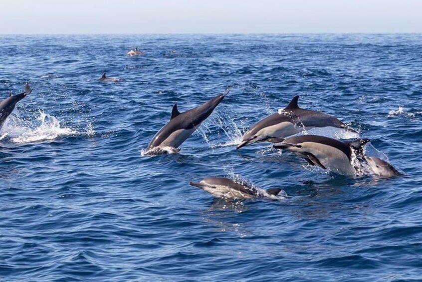 Dolphins in Actions