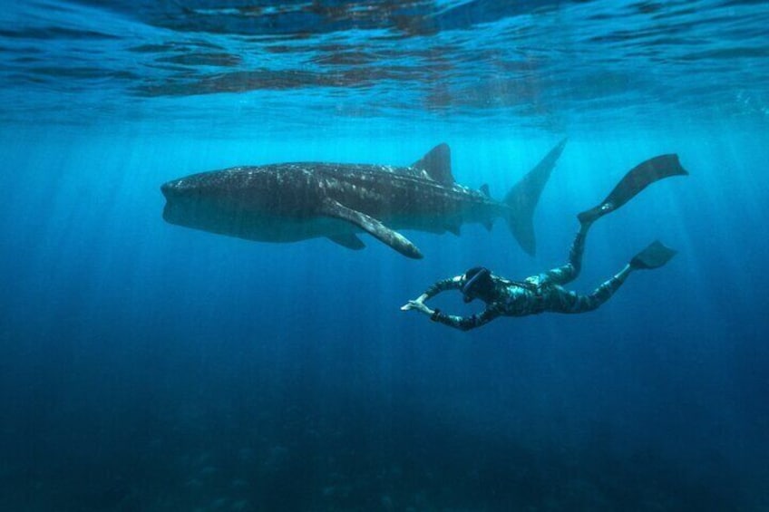 Swim with the Whale Sharks