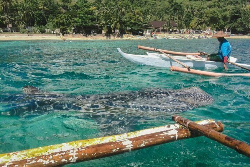 Whale Shark 