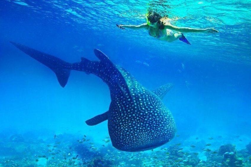 Whale Shark Watching Tumalog Falls Pescador Island and Sumilon sandbar