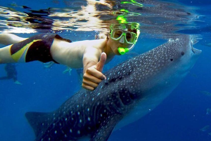 swim with the whale shark.. wooohh