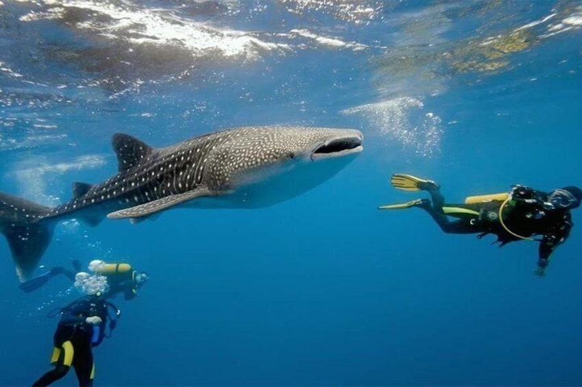 swiming with whaleshark