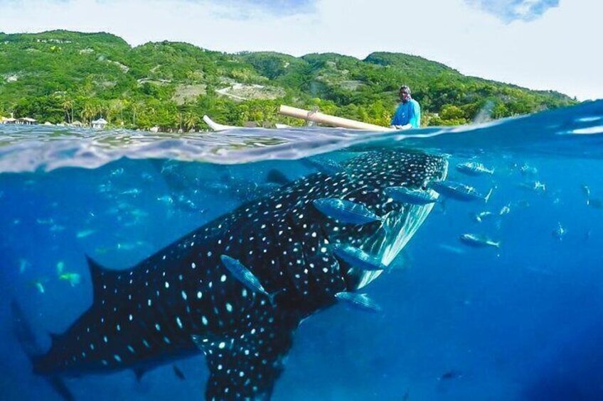 Whaleshark