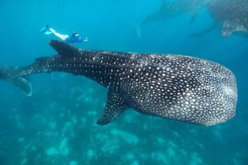 Oslob Whaleshark with Aguinid Waterfalls