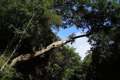 Day Tour Rainforest Taman Negara Free Batu Caves