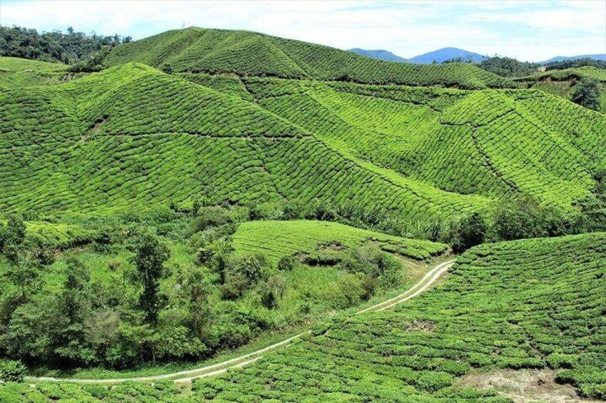 Cameron Highlands Private Full Day Tour