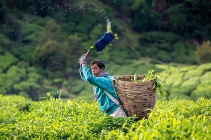 Cameron Highlands Full Day Tour From KL (PRIVATE TOUR)