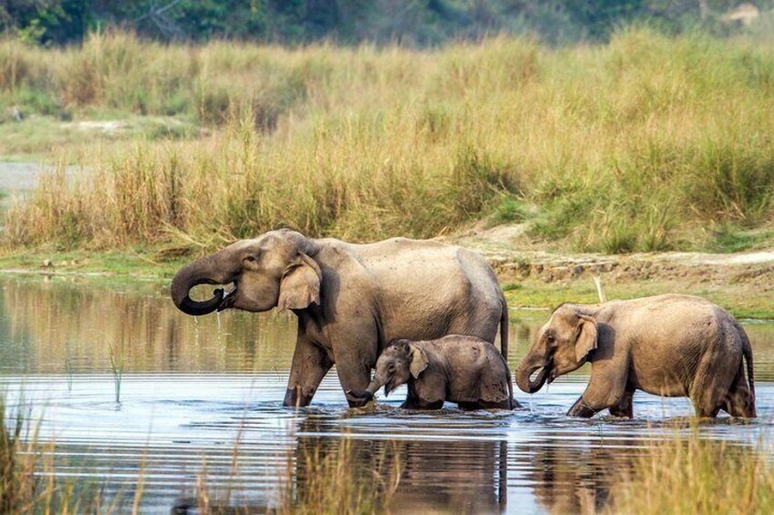 elephants family