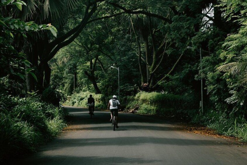 The entire ride is through forest & mangrove enveloped roads touching the coastline