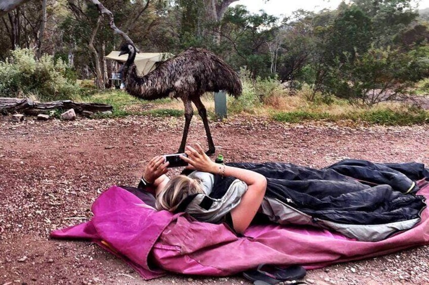 Emu encounter on swag camping adventure tour