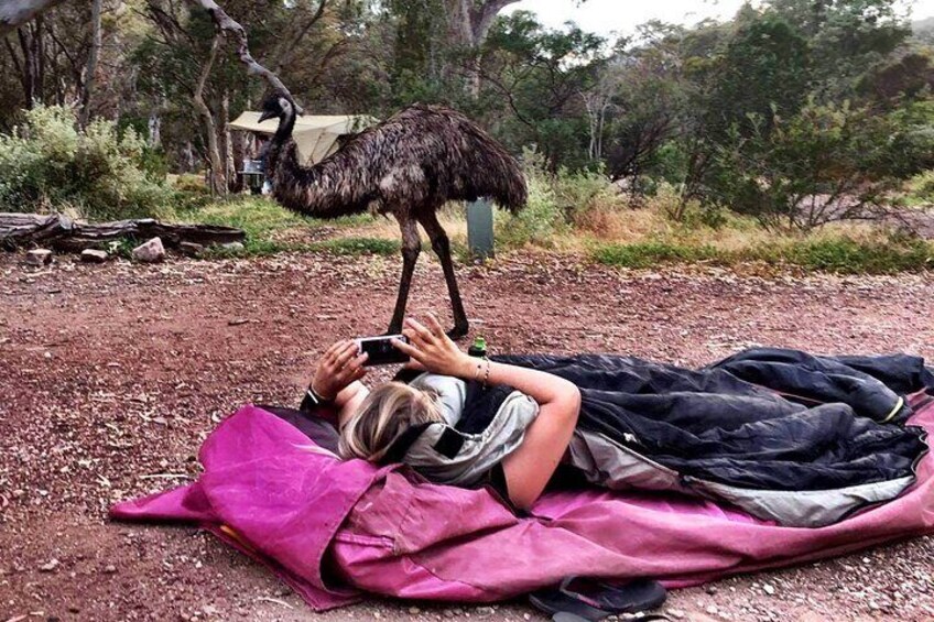 Emu encounter on swag camping adventure tour