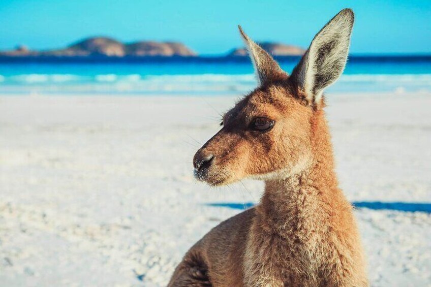 Kangaroo on beach at Lucky Bay Western Australia