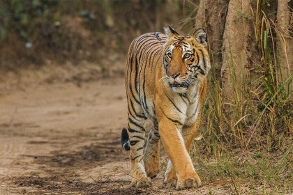 Ranthambore Full Day Safari with Private car from Jaipur