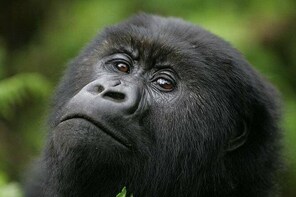 Gorilla Trekking - 4 Days Uganda