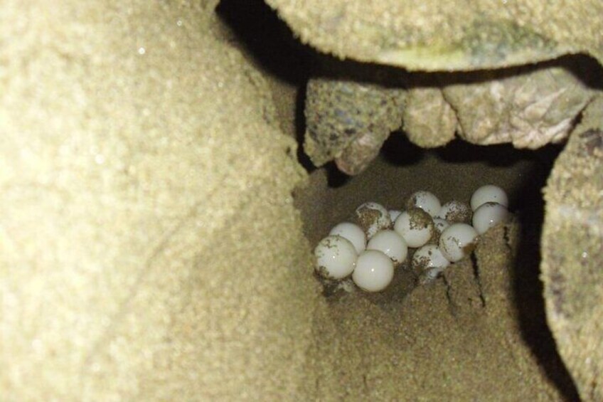 Sukamade Turtle Land Beach (2D1N)