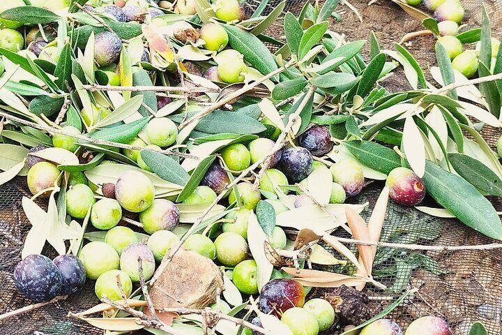 Olive Oil and Mountains Tour: Small group, tasting and lunch!