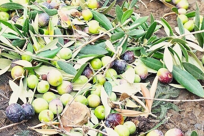 Olive Oil and Mountains Tour: Small group, tasting and lunch!