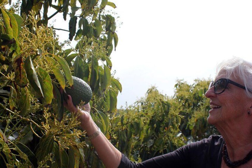 Avocado plantation.