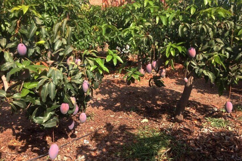 Mango trees full of fruits