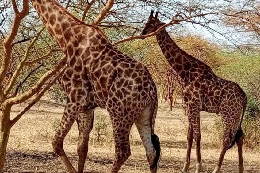 BANDIA PARK SAFARI ( Minimum 2 Participants)