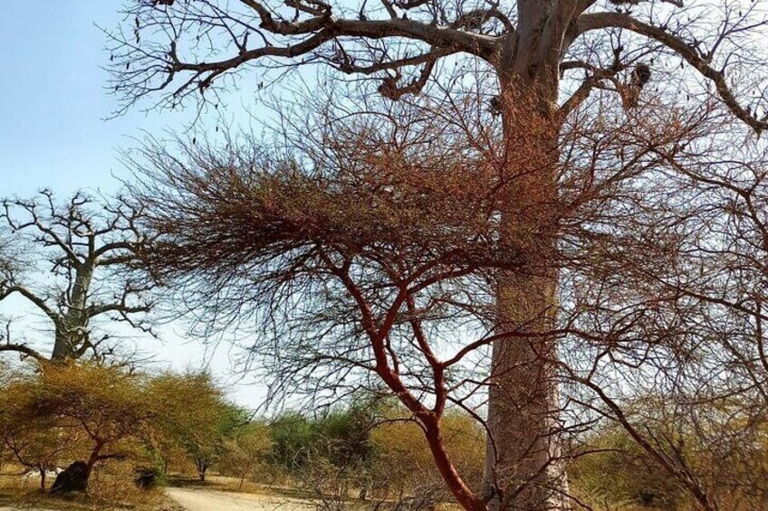 DAKAR, PINK LAKE AND BANDIA PARK SAFARI ( Minimum 2 Participants)