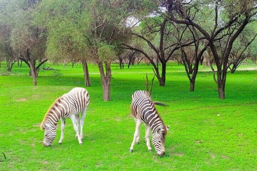 Bandia Park Safari (Minimum 2 Participants)