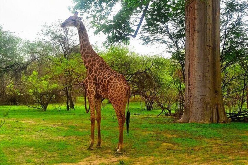 Bandia Park Safari (Minimum 2 Participants)