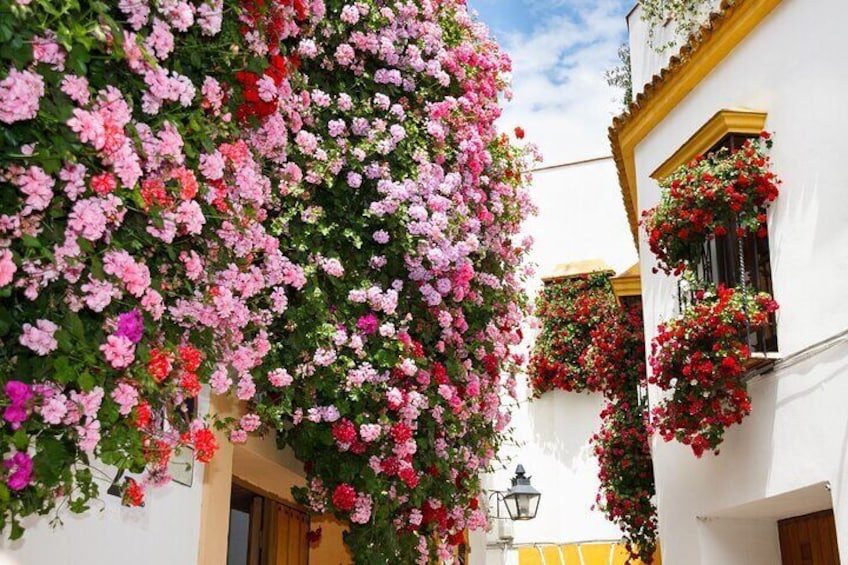 7-day Guided Tour Cordoba,Seville,Ronda,Costa Sol,Granada and Toledo from Madrid