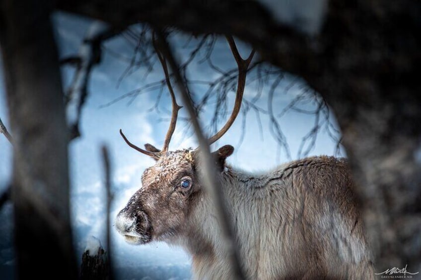 Quite often we can see reindeers on the daytours